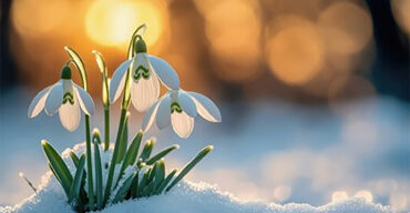 snowdrops in snow